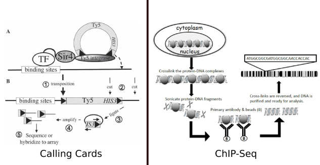 A graphic comparing Calling Cards to ChIP-seq